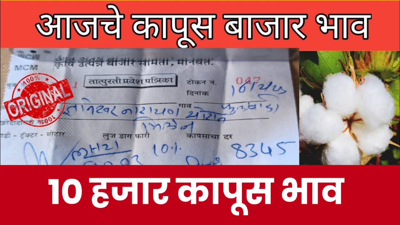 Kapus Bajar Bhav